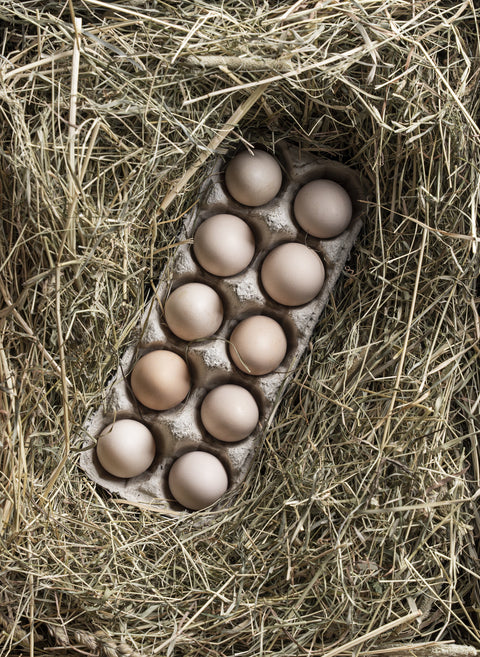 Bruteier aus bestem Hause