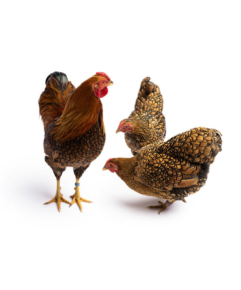 Bruteier Zwergwyndotte