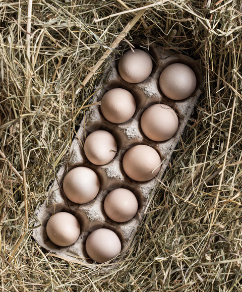 Bruteier Ayam Cemani