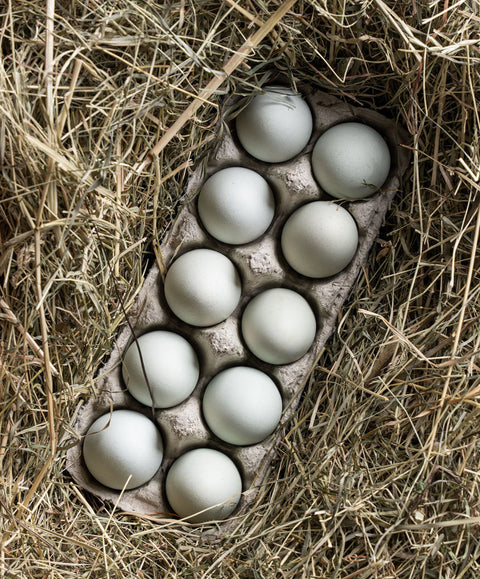 Bruteier Lavender Araucana
