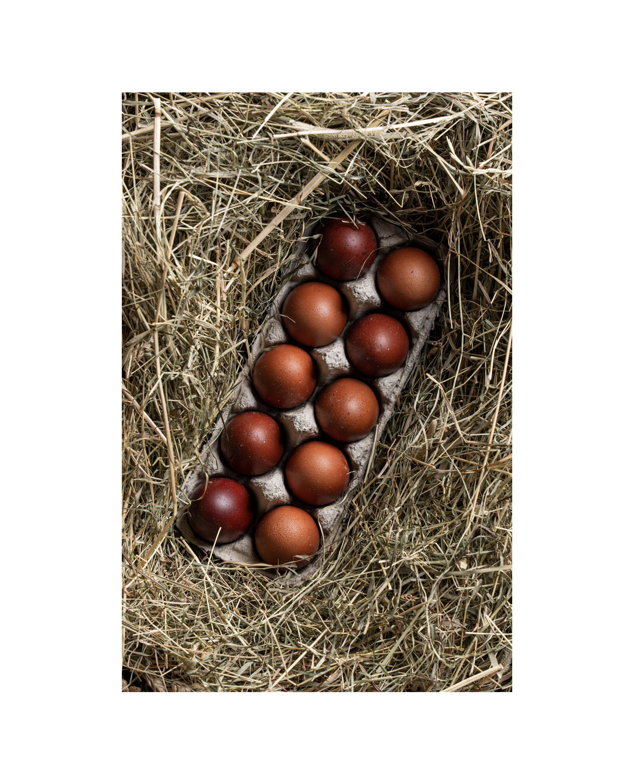 Bruteier Marans