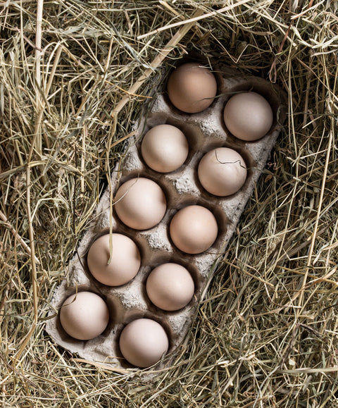 Bruteier Zwergpaduaner