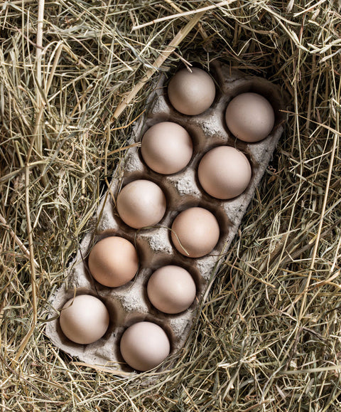 Bruteier Zwergseidenhuhn