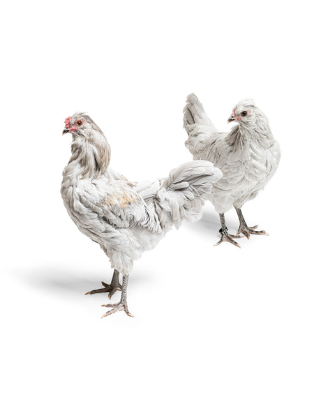 Bruteier Lavender Araucana