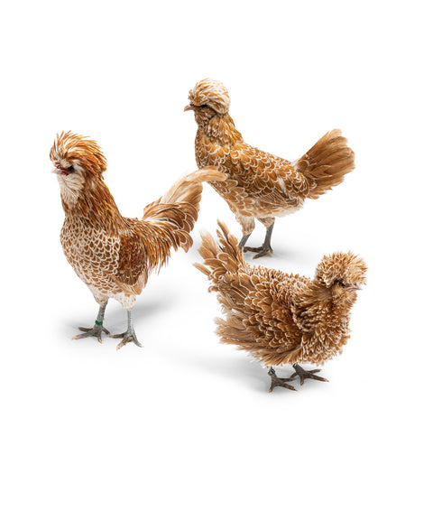 Bruteier Zwergpaduaner