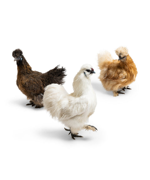 Bruteier Zwergseidenhuhn