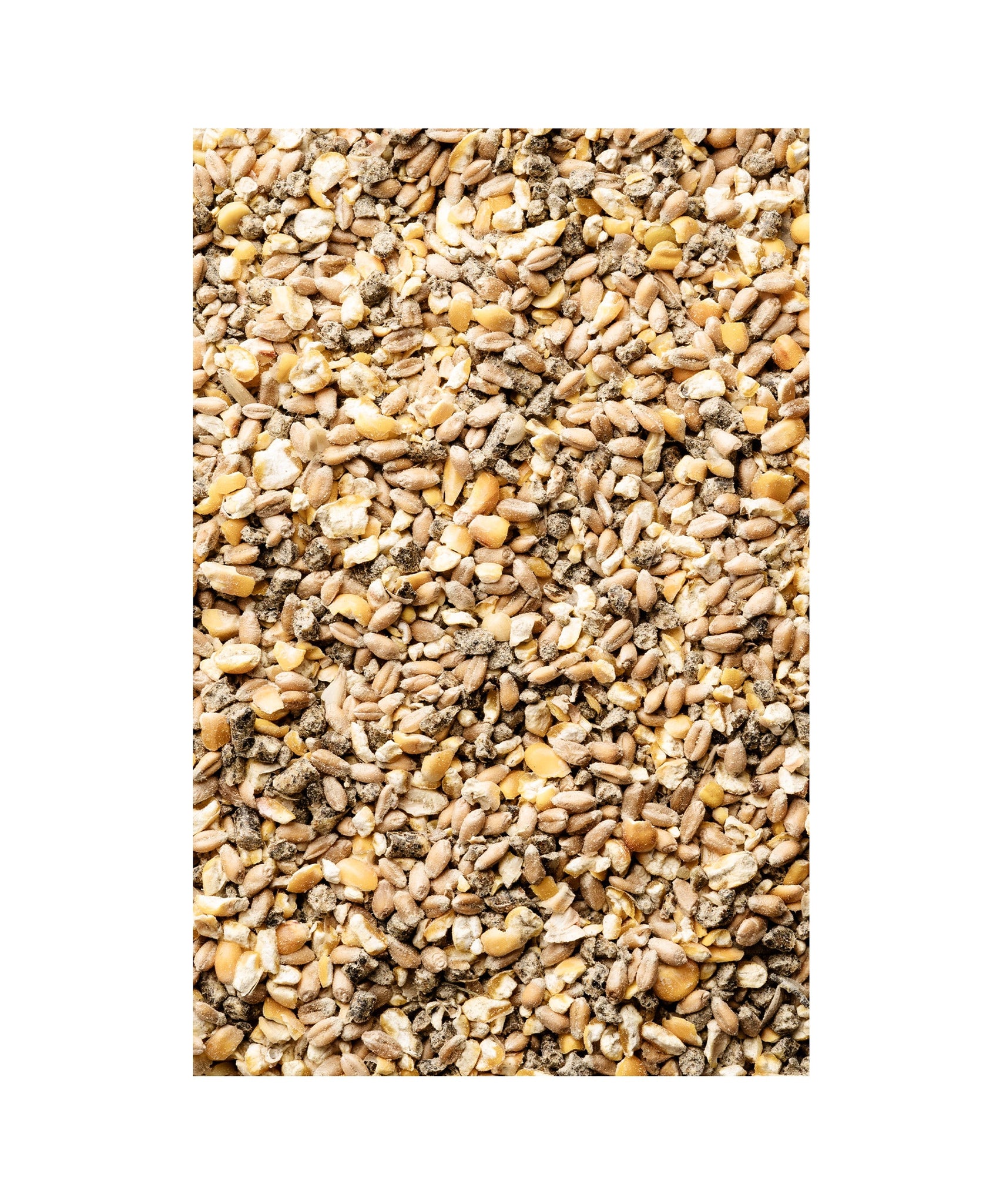 Legehennen-Futter GROB mit Oregano - biotauglich